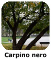 Carpino nero